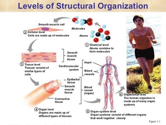 Human Organization - BioModderfied